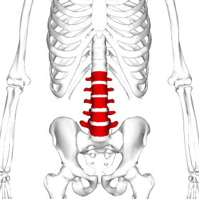 Lumbar bones outlined