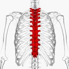 A skeleton thoracic vertebra