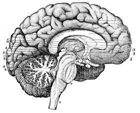 drawing of brain