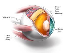 Eyeball Diagram