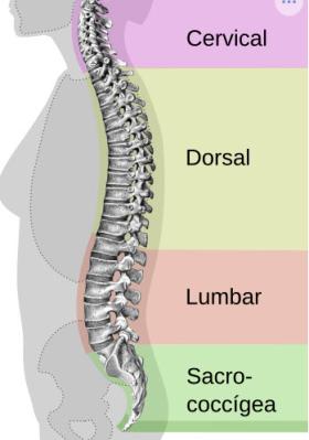 anatomy picture of the spine 